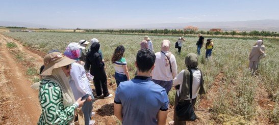 Solar irrigation