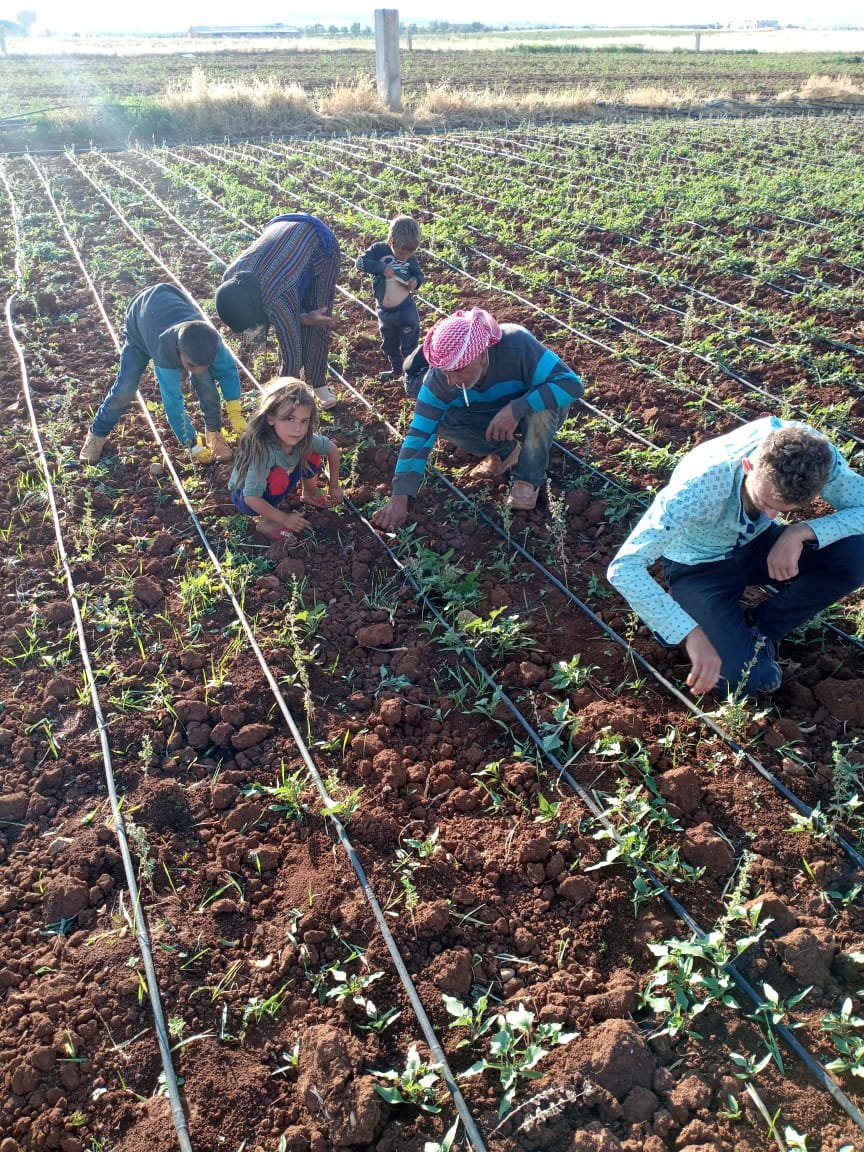 Solar irrigation